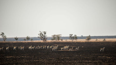 Tommys on cheetah alert in the Serengeti When herds of gazelles are all facing the same direction, ears pointed forward, it is a pretty strong clue that danger is near. In this case two cheetahs are spotted very close by. Given the explosive speed of cheetahs, gazelles know to keep a large gap before running away.  Africa,Eudorcas thomsonii,Serengeti Central,Serengeti National Park,Serengeti area,Tanzania,Thomsons gazelle