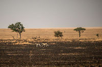 Cheetahs in the Serengeti Our first cheetah spotting in the Serengeti. They were quite far away, thus the photo is not great. I'm not sure about the family relation between these two, whether they are a couple or siblings. I can tell though that they were acting playfully. Acinonyx jubatus,Africa,Cheetah,Serengeti Central,Serengeti National Park,Serengeti area,Tanzania