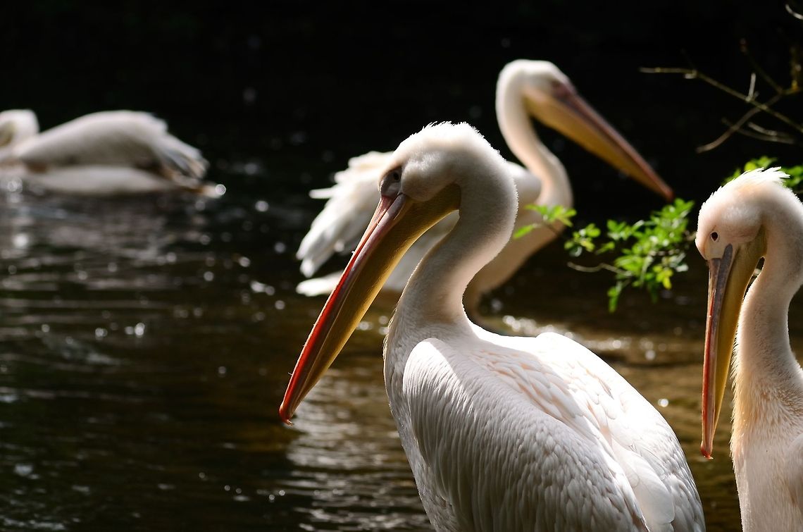 Large white Pelican couple A White Pelican king and queen oversee their empire. Great White Pelican,Pelecanus onocrotalus,Pelican,Rhenen Zoo