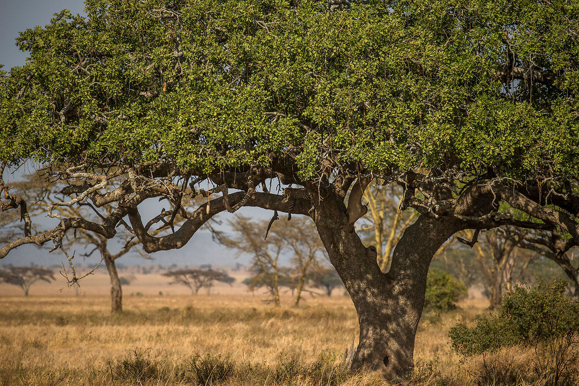 How to spot Leopards Our 3rd spotting of a Leopard in the Serengeti. Do you see it? This photo also reveals how to increase the odds of spotting one. More often than not, you will find them in trees, particularly during the hotter times of the day. Which trees? Trees with roof coverage and long horizontal branches. Trees like this one.  Africa,Leopard,Panthera pardus,Serengeti Central,Serengeti National Park,Serengeti area,Tanzania