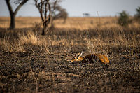 Bohor reedbuck in a life or death moment This situation will forever be etched into my memory. This poor reedbuck in the Serengeti has sensed the presence of cheetahs nearby. Yet it finds itself in an area with low grass. The cheetahs are too close for the reedbuck to make a run for it, it would give up the reedbuck's position and mean certain death given a cheetah's speed. So all it can do is get as low as possible and await life or death whilst heavily shivering from fear. <br />
<br />
Luckily, the two cheetahs were too busy with themselves to notice the reedbuck, or perhaps the wind was in the right direction.  Africa,Bohor reedbuck,Redunca redunca,Serengeti Central,Serengeti National Park,Serengeti area,Tanzania
