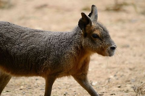 Patagonian Mara walking A hue rodent on its way to food in the Rhenen zoo, the Netherlands. Dolichotis patagonum,Mammals,Patagonian Mara,Rhenen Zoo,Rodents