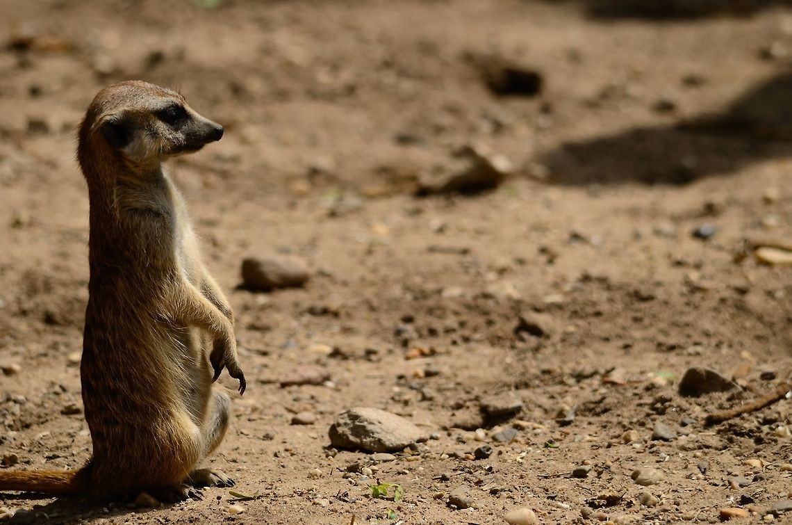 Meerkat staring into the distance Adult meerkat in typical lookout position for danger, food and competition. Mammals,Meerkat,Rhenen Zoo,Suricata suricatta,Zoo