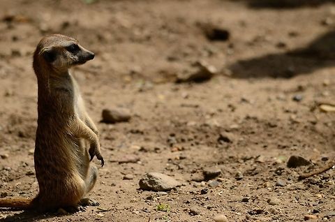 Meerkat staring into the distance Adult meerkat in typical lookout position for danger, food and competition. Mammals,Meerkat,Rhenen Zoo,Suricata suricatta,Zoo