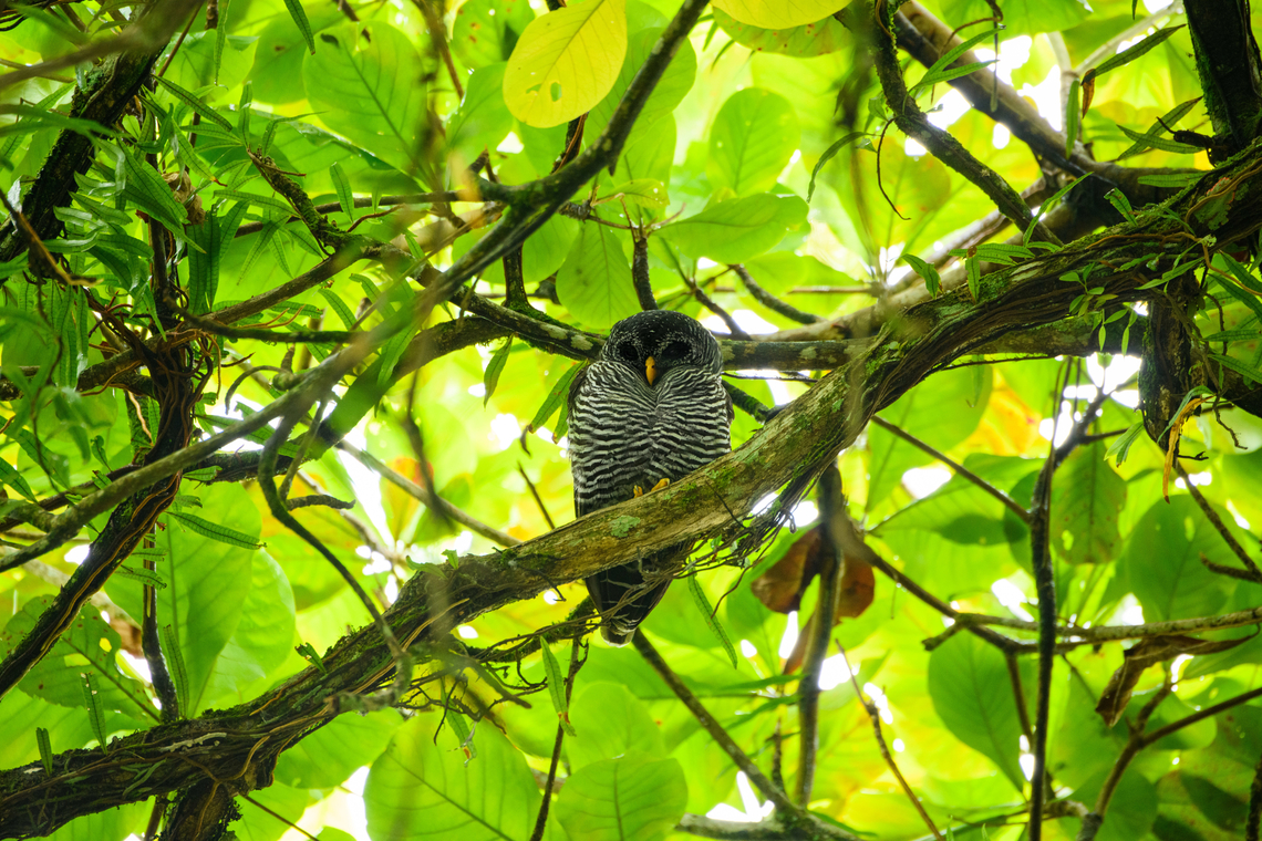 Black-banded owl, Florencia, Colombia Opening our Colombia 2022 set, which will take months to share, bit by bit. Travel report for the interested:<br />
<a href="https://ferdychristant.com/colombia-2022-travel-report-977b9c23542e" rel="nofollow">https://ferdychristant.com/colombia-2022-travel-report-977b9c23542e</a><br />
<br />
This owl was found in downtown Florencia, capital of Colombia's Caquet&aacute; department. It's a wild owl, yet it has been nesting in this urban environment for a long while. It's considered a local celebrity. Black-banded owl,Caquet&aacute;,Ciccaba huhula,Colombia,Colombia 2022,Florencia,Geotagged,South America,Summer,World