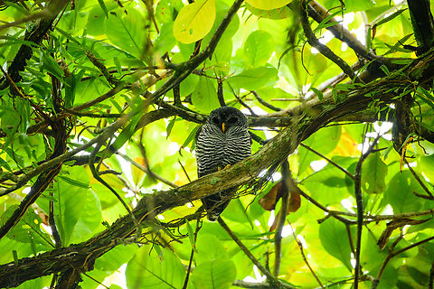 Black-banded owl, Florencia, Colombia Opening our Colombia 2022 set, which will take months to share, bit by bit. Travel report for the interested:
https://ferdychristant.com/colombia-2022-travel-report-977b9c23542e

This owl was found in downtown Florencia, capital of Colombia's Caquetá department. It's a wild owl, yet it has been nesting in this urban environment for a long while. It's considered a local celebrity. Black-banded owl,Caquetá,Ciccaba huhula,Colombia,Colombia 2022,Florencia,Geotagged,South America,Summer,World
