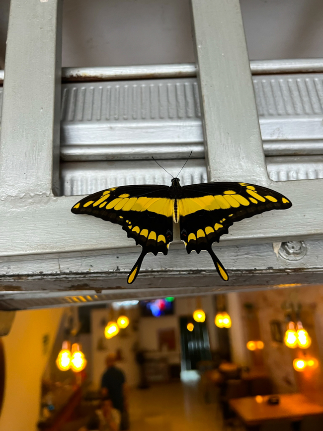 Thoas swallowtail, Florencia, Colombia Found when we were having lunch in Florencia, Colombia. Colombia,Colombia 2022,Geotagged,Papilio thoas,South America,Summer,Thoas swallowtail,World