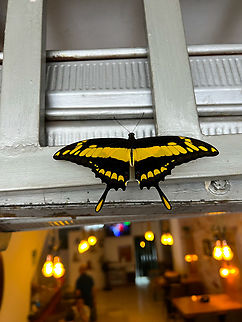 Thoas swallowtail, Florencia, Colombia Found when we were having lunch in Florencia, Colombia. Colombia,Colombia 2022,Geotagged,Papilio thoas,South America,Summer,Thoas swallowtail,World