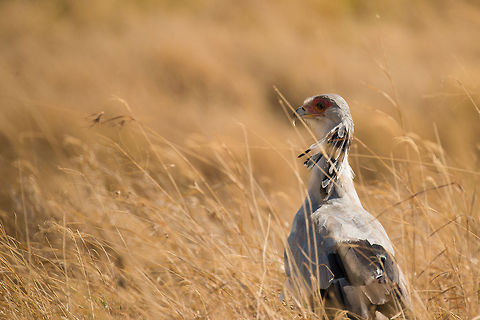 Secretary Bird closeup in Serengeti grass during the dry season  Africa,Sagittarius serpentarius,Secretary Bird,Serengeti Central,Serengeti National Park,Serengeti area,Tanzania