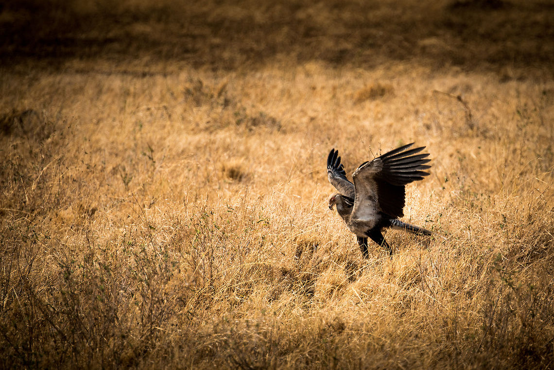 Secretary "Terror" Bird flaps wings in kill excitement  Africa,Sagittarius serpentarius,Secretary Bird,Serengeti Central,Serengeti National Park,Serengeti area,Tanzania