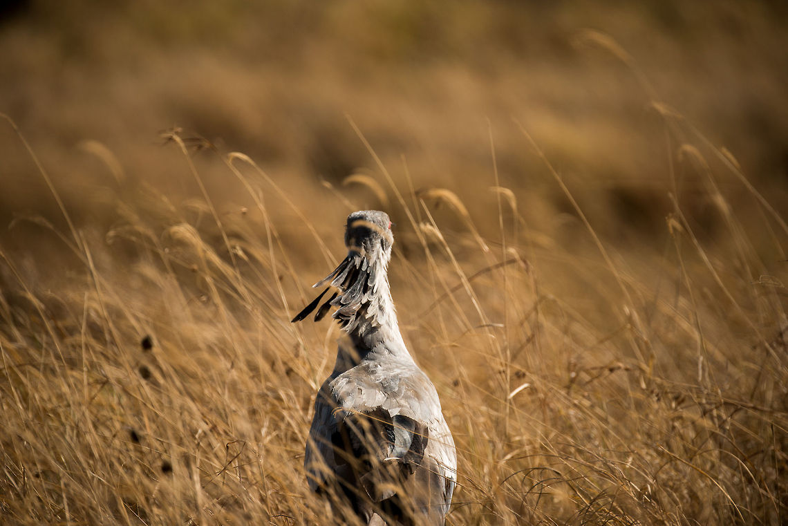 Closeup view of Secretary Bird "pens" in Serengeti From the back you can clearly see the &quot;pens&quot; that earned this bird its name. Africa,Sagittarius serpentarius,Secretary Bird,Serengeti Central,Serengeti National Park,Serengeti area,Tanzania