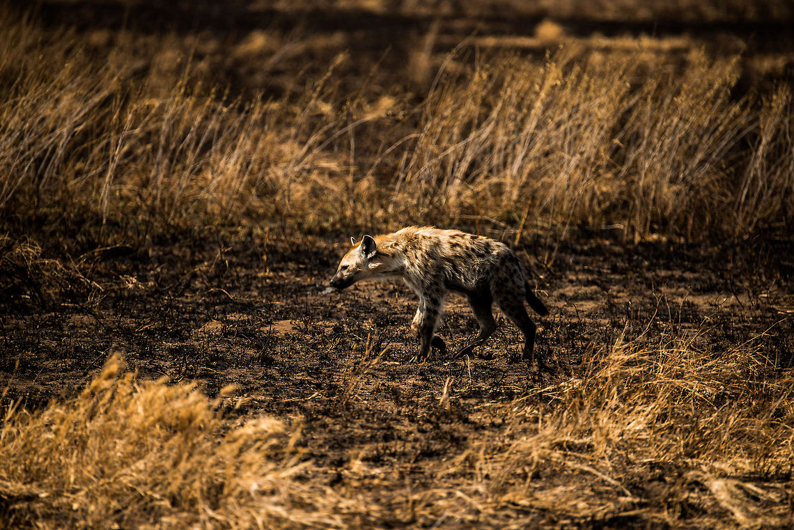 Spotted Hyena in hunting mood, Serengeti  Africa,Crocuta crocuta,Serengeti Central,Serengeti National Park,Serengeti area,Spotted Hyena,Tanzania