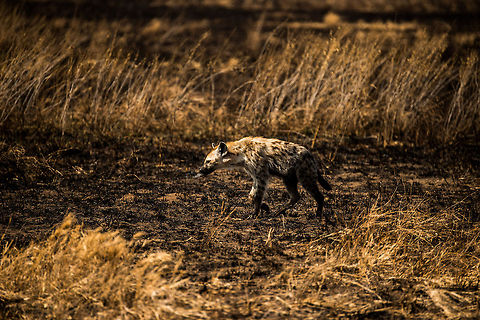 Spotted Hyena in hunting mood, Serengeti  Africa,Crocuta crocuta,Serengeti Central,Serengeti National Park,Serengeti area,Spotted Hyena,Tanzania