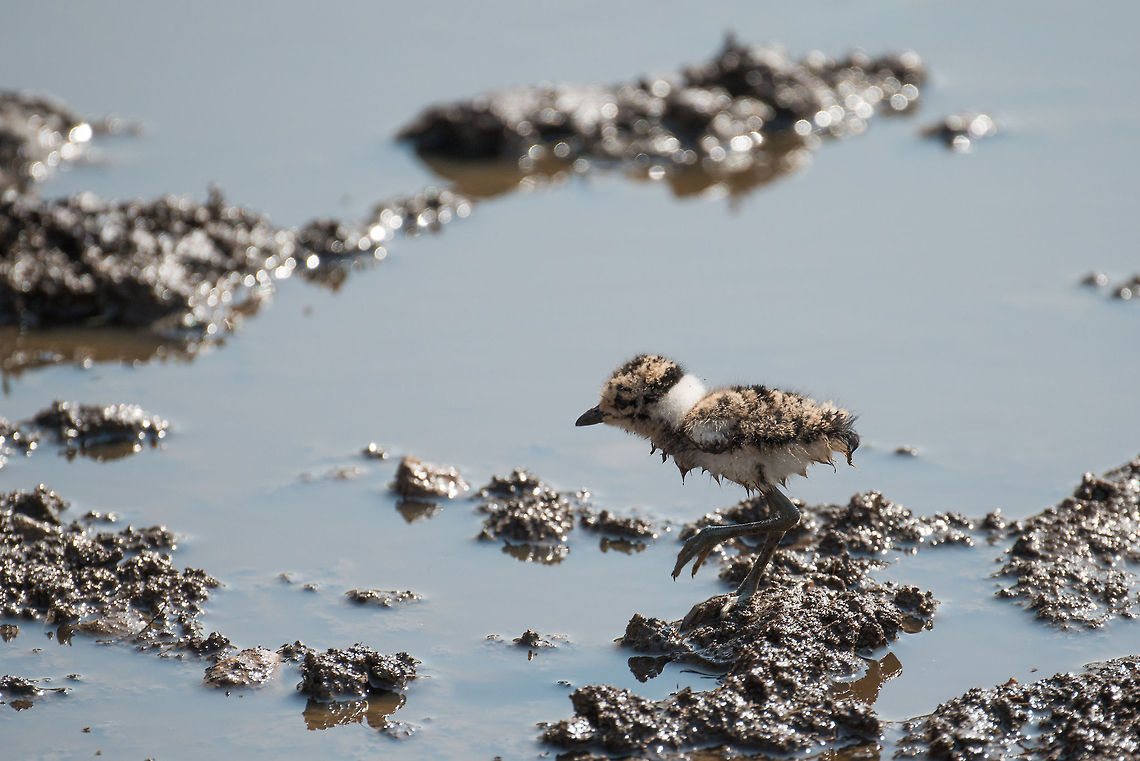 First steps Based on the surrounding water birds my guess is that this is a Blacksmith Plover chick. During the dry season the water springs are small in the Serengeti, thus I imagine it is in a very vulnerable phase of its life right now. Africa,Blacksmith Lapwing,Serengeti Central,Serengeti National Park,Serengeti area,Tanzania,Vanellus armatus