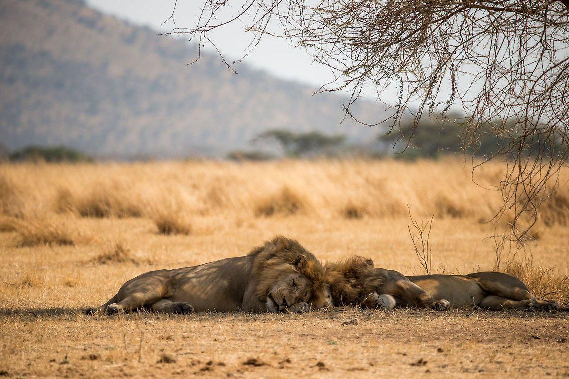 Lion brothers sleeping in Serengeti, Tanzania  Africa,Lion,Panthera leo,Serengeti Central,Serengeti National Park,Serengeti area,Tanzania