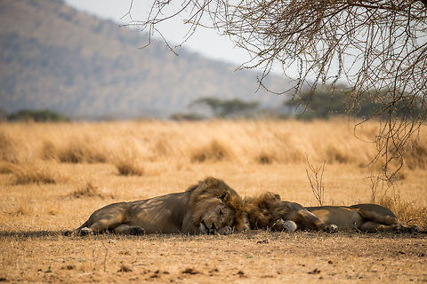 Lion brothers sleeping in Serengeti, Tanzania  Africa,Lion,Panthera leo,Serengeti Central,Serengeti National Park,Serengeti area,Tanzania