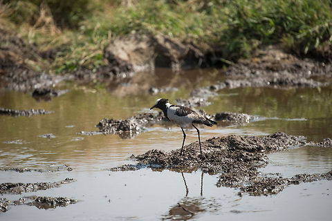 Blacksmith Plover walking muddy waters in Serengeti  Africa,Blacksmith Lapwing,Serengeti Central,Serengeti National Park,Serengeti area,Tanzania,Vanellus armatus