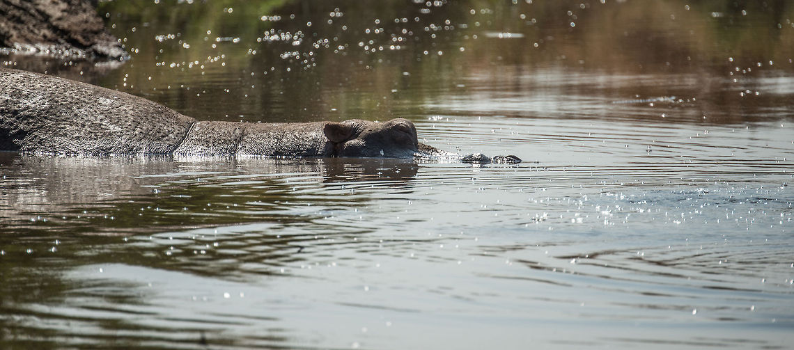 Closeup of Hippo bathing in Serengeti spring waters Everybody knows that Hippos spend a lot of time in the waters, as if they are true water animals. They are however grazers that are only in the water to cool down.  Africa,Hippopotamus,Hippopotamus amphibius,Serengeti Central,Serengeti National Park,Serengeti area,Tanzania