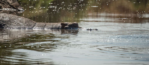 Closeup of Hippo bathing in Serengeti spring waters Everybody knows that Hippos spend a lot of time in the waters, as if they are true water animals. They are however grazers that are only in the water to cool down.  Africa,Hippopotamus,Hippopotamus amphibius,Serengeti Central,Serengeti National Park,Serengeti area,Tanzania