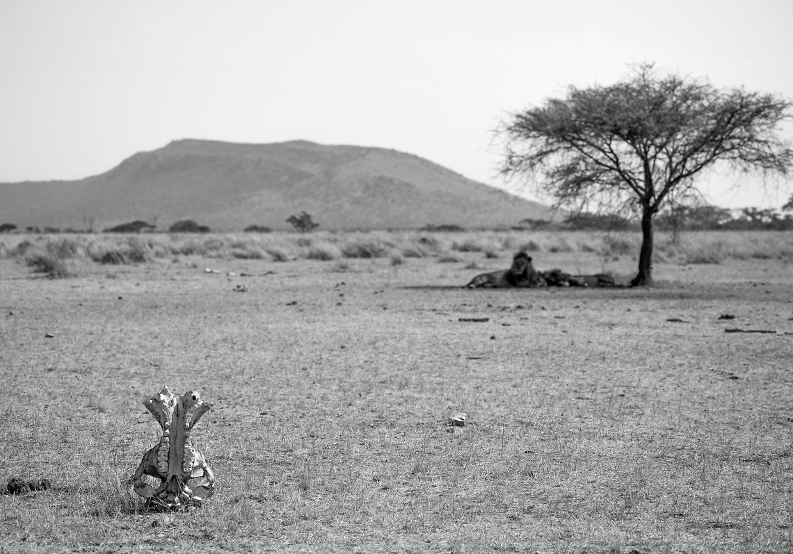 That's far enough The radius of death marks the territory of two male Lions resting under an Acacia tree in the Serengeti during the hottest time of the day. The skull is a hippo skull. Africa,Lion,Panthera leo,Serengeti Central,Serengeti National Park,Serengeti area,Tanzania