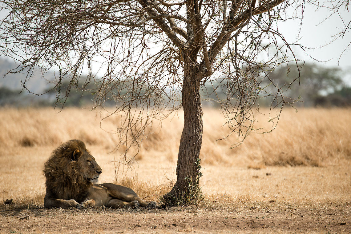 King of Lazy Young male Lion resting under an Acacia tree in the Serengeti. Africa,Lion,Panthera leo,Serengeti Central,Serengeti National Park,Serengeti area,Tanzania