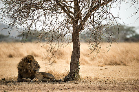 King of Lazy Young male Lion resting under an Acacia tree in the Serengeti. Africa,Lion,Panthera leo,Serengeti Central,Serengeti National Park,Serengeti area,Tanzania