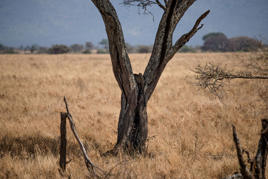 Leopard in Tree, Serengeti  Africa,Leopard,Panthera pardus,Serengeti Central,Serengeti National Park,Serengeti area,Tanzania