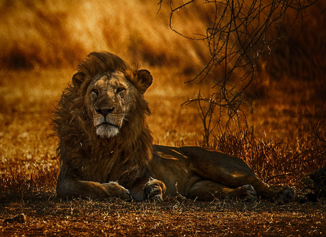 Serengeti King  Africa,Lion,Panthera leo,Serengeti Central,Serengeti National Park,Serengeti area,Tanzania