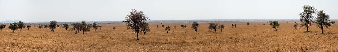 Leopard habitat in the Serengeti This one is best viewed fullscreen on a wide screen. I have identified the species as Leopard. You will not find it, but I can guarantee you that it is there, because only seconds ago it came down a tree and walked into this grass. We stared at this scene for a long time. Occasionally we would spot the Leopard again, and each time it was far away from its last location. We did not see or hear it move in between locations. Its true stealth. <br />
<br />
Without this information you would likely judge this scene as empty, dull or peaceful, which just goes to show how on guard herbivores have to be in the Serengeti. Every step can be your last one. Africa,Leopard,Panthera pardus,Serengeti Central,Serengeti National Park,Serengeti area,Tanzania