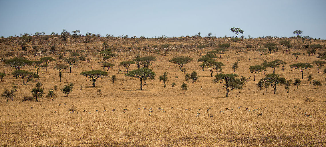Thomson's gazelle gathering in tall grass, Serengeti Best experience fullscreen on a large screen. There&#039;s quite a few of them. Africa,Eudorcas thomsonii,Serengeti Central,Serengeti National Park,Serengeti area,Tanzania,Thomsons gazelle