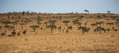 Thomson's gazelle gathering in tall grass, Serengeti Best experience fullscreen on a large screen. There's quite a few of them. Africa,Eudorcas thomsonii,Serengeti Central,Serengeti National Park,Serengeti area,Tanzania,Thomsons gazelle