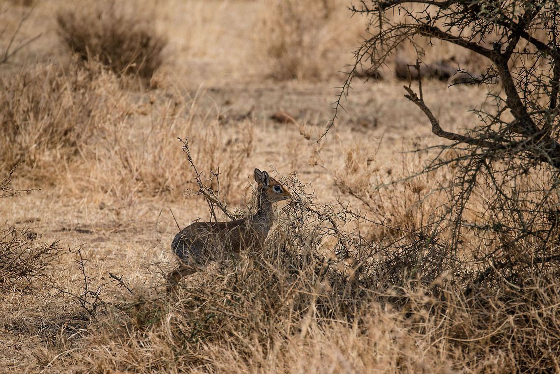 Kirks dik-dik in trouble in Serengeti Another up close life-or-death moment. A Leopard just came down from a tree about 30 metres away and is now hiding in tall grass. This Dik-dik knows something is up, so it froze and is now manically trying to find the source of the danger. Running would give up its position, so it just stands there. <br />
<br />
This is just another day in the Serengeti, where every day millions of grazers fight for survival. Africa,Kirks dik-dik,Madoqua kirkii,Serengeti Central,Serengeti National Park,Serengeti area,Tanzania