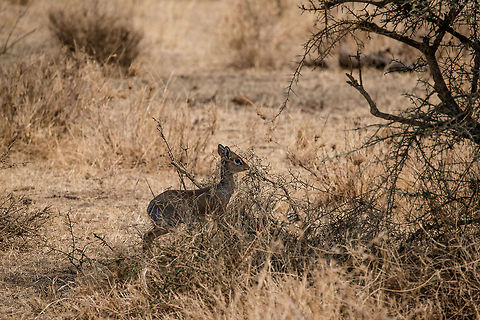 Kirks dik-dik in trouble in Serengeti Another up close life-or-death moment. A Leopard just came down from a tree about 30 metres away and is now hiding in tall grass. This Dik-dik knows something is up, so it froze and is now manically trying to find the source of the danger. Running would give up its position, so it just stands there. 

This is just another day in the Serengeti, where every day millions of grazers fight for survival. Africa,Kirks dik-dik,Madoqua kirkii,Serengeti Central,Serengeti National Park,Serengeti area,Tanzania
