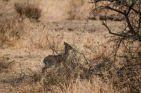 Kirks dik-dik in trouble in Serengeti Another up close life-or-death moment. A Leopard just came down from a tree about 30 metres away and is now hiding in tall grass. This Dik-dik knows something is up, so it froze and is now manically trying to find the source of the danger. Running would give up its position, so it just stands there. <br />
<br />
This is just another day in the Serengeti, where every day millions of grazers fight for survival. Africa,Kirks dik-dik,Madoqua kirkii,Serengeti Central,Serengeti National Park,Serengeti area,Tanzania