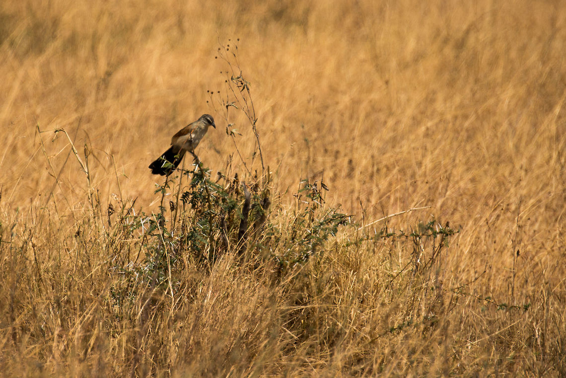 Southern Tchagra in Serengeti  Africa,Serengeti Central,Serengeti National Park,Serengeti area,Southern Tchagra,Tanzania,Tchagra tchagra