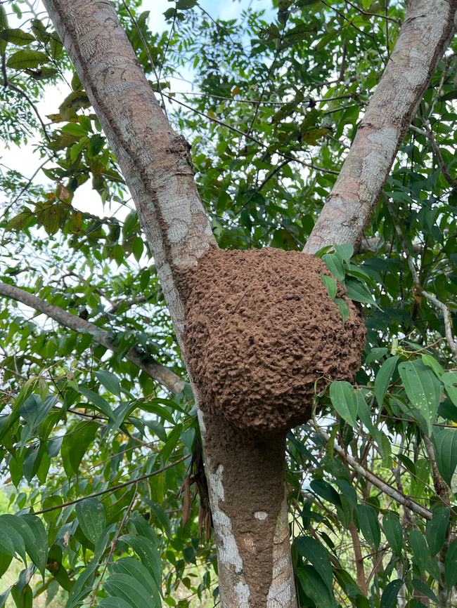 Arboreal Termites Nest, Florencia, Colombia Found on the outskirts of Florencia, where we did a casual birding session in a stretch of wetlands.<br />
<br />
This likely is the nest of a species of termite in the genus Nasutitermes. One clue in that direction is the carton tunnel below the nest (and also upwards in both directions), used for (protected) transport. Colombia,Colombia 2022,Geotagged,South America,Summer,World