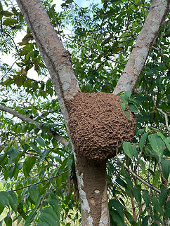 Arboreal Termites Nest, Florencia, Colombia Found on the outskirts of Florencia, where we did a casual birding session in a stretch of wetlands.

This likely is the nest of a species of termite in the genus Nasutitermes. One clue in that direction is the carton tunnel below the nest (and also upwards in both directions), used for (protected) transport. Colombia,Colombia 2022,Geotagged,South America,Summer,World