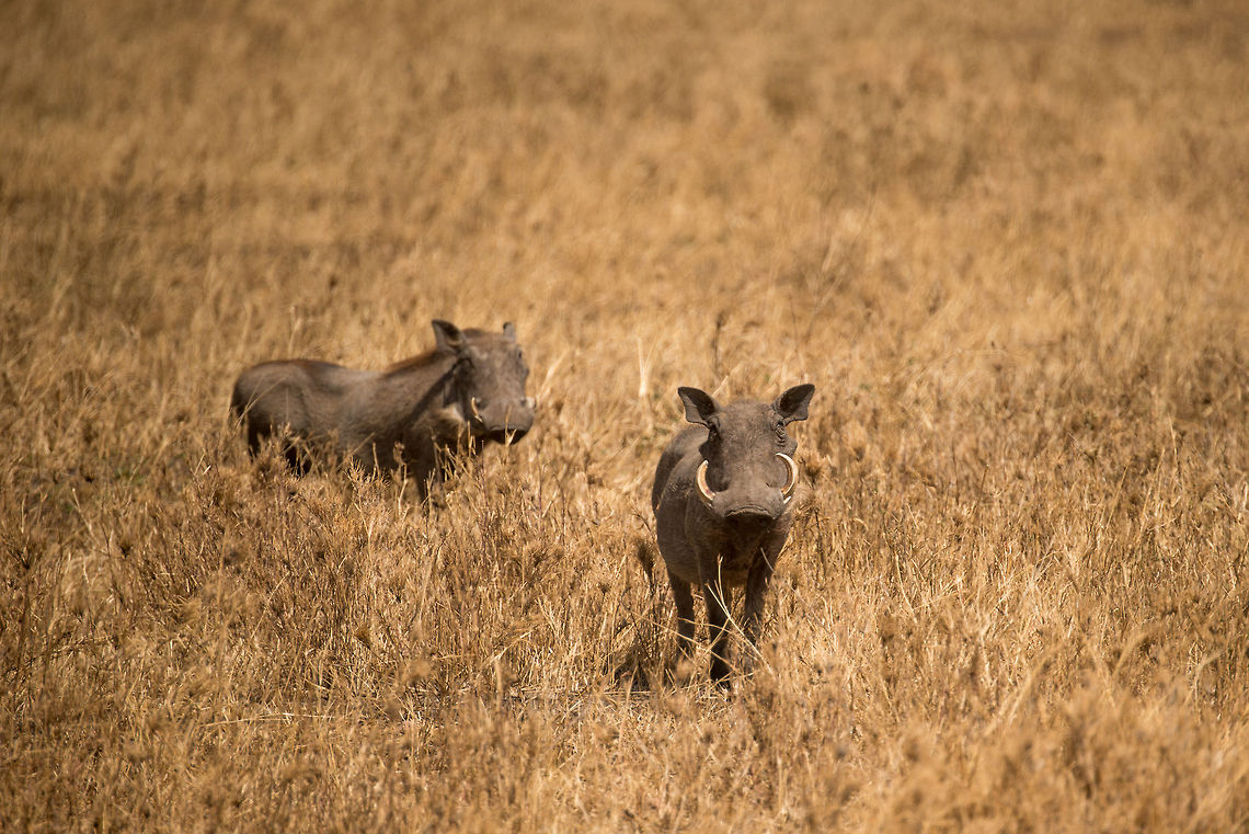 Warthogs in Serengeti grasslands The standard way to experience warthogs: them staring at you from a great distance. They&#039;re rather shy. Africa,Phacochoerus africanus,Serengeti Central,Serengeti National Park,Serengeti area,Tanzania,Warthog
