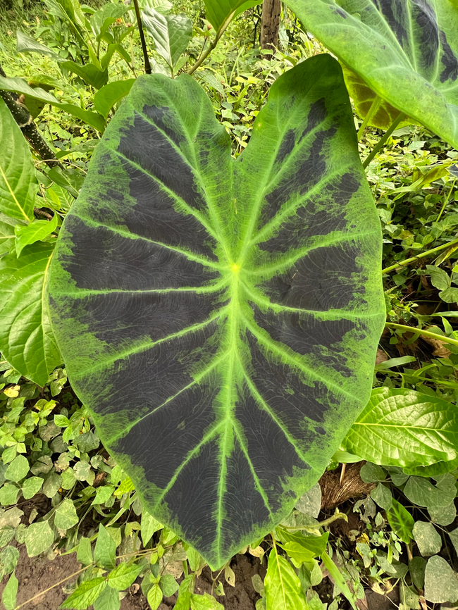 Colocasia esculenta antiquorum leaf, Florencia, Colombia Specifically sub species antiquorum.<br />
<figure class="photo"><a href="https://www.jungledragon.com/image/142431/colocasia_esculenta_antiquorum_florencia_colombia.html" title="Colocasia esculenta antiquorum, Florencia, Colombia"><img src="https://s3.amazonaws.com/media.jungledragon.com/images/2/142431_thumb.jpg?AWSAccessKeyId=05GMT0V3GWVNE7GGM1R2&Expires=1759968010&Signature=bdez8230H%2FohsppRqt9QVNVVAFo%3D" width="200" height="138" alt="Colocasia esculenta antiquorum, Florencia, Colombia Specifically sub species antiquorum.<br />
https://www.jungledragon.com/image/142430/colocasia_esculenta_antiquorum_leaf_florencia_colombia.html Colocasia antiquorum,Colocasia esculenta,Colombia,Colombia 2022,Eddoe,Geotagged,South America,Summer,World" /></a></figure> Colocasia antiquorum,Colocasia esculenta,Colombia,Colombia 2022,Eddoe,Geotagged,South America,Summer,World