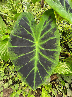 Colocasia esculenta antiquorum leaf, Florencia, Colombia Specifically sub species antiquorum.
https://www.jungledragon.com/image/142431/colocasia_esculenta_antiquorum_florencia_colombia.html Colocasia antiquorum,Colocasia esculenta,Colombia,Colombia 2022,Eddoe,Geotagged,South America,Summer,World