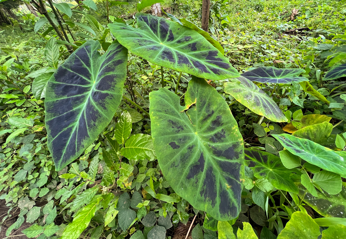 Colocasia esculenta antiquorum, Florencia, Colombia Specifically sub species antiquorum.<br />
<figure class="photo"><a href="https://www.jungledragon.com/image/142430/colocasia_esculenta_antiquorum_leaf_florencia_colombia.html" title="Colocasia esculenta antiquorum leaf, Florencia, Colombia"><img src="https://s3.amazonaws.com/media.jungledragon.com/images/2/142430_thumb.jpg?AWSAccessKeyId=05GMT0V3GWVNE7GGM1R2&Expires=1759968010&Signature=h6%2BilsTFOghNEClr5uAQChb2Q9c%3D" width="114" height="152" alt="Colocasia esculenta antiquorum leaf, Florencia, Colombia Specifically sub species antiquorum.<br />
https://www.jungledragon.com/image/142431/colocasia_esculenta_antiquorum_florencia_colombia.html Colocasia antiquorum,Colocasia esculenta,Colombia,Colombia 2022,Eddoe,Geotagged,South America,Summer,World" /></a></figure> Colocasia antiquorum,Colocasia esculenta,Colombia,Colombia 2022,Eddoe,Geotagged,South America,Summer,World