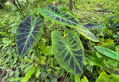Colocasia esculenta antiquorum, Florencia, Colombia Specifically sub species antiquorum.
https://www.jungledragon.com/image/142430/colocasia_esculenta_antiquorum_leaf_florencia_colombia.html Colocasia antiquorum,Colocasia esculenta,Colombia,Colombia 2022,Eddoe,Geotagged,South America,Summer,World
