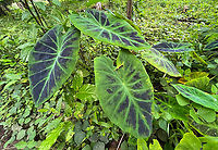 Colocasia esculenta antiquorum, Florencia, Colombia Specifically sub species antiquorum.<br />
https://www.jungledragon.com/image/142430/colocasia_esculenta_antiquorum_leaf_florencia_colombia.html Colocasia antiquorum,Colocasia esculenta,Colombia,Colombia 2022,Eddoe,Geotagged,South America,Summer,World