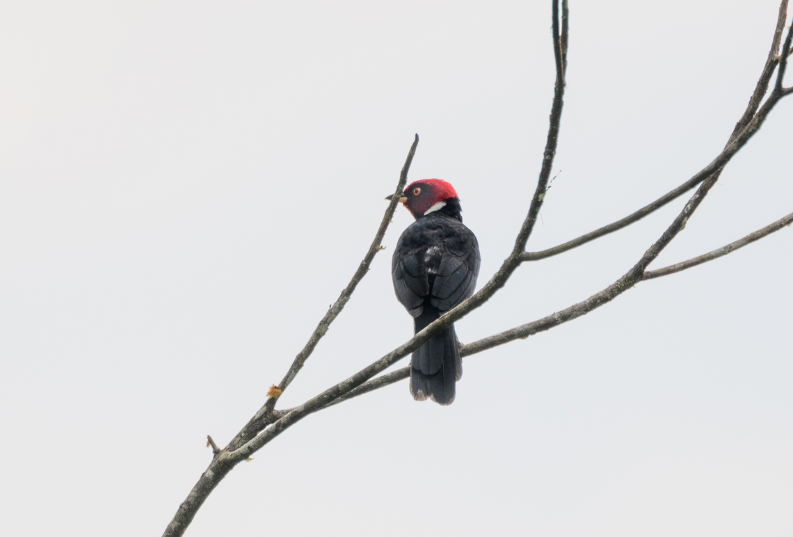 Red-capped Cardinal, Florencia, Colombia <figure class="photo"><a href="https://www.jungledragon.com/image/142436/red-capped_cardinal_in_tree_florencia_colombia.html" title="Red-capped Cardinal in tree, Florencia, Colombia"><img src="https://s3.amazonaws.com/media.jungledragon.com/images/2/142436_thumb.jpg?AWSAccessKeyId=05GMT0V3GWVNE7GGM1R2&Expires=1769040010&Signature=YPMHWPcBEVVFSqszwgO5923ieI8%3D" width="200" height="136" alt="Red-capped Cardinal in tree, Florencia, Colombia https://www.jungledragon.com/image/142435/red-capped_cardinal_florencia_colombia.html Caquet&aacute;,Colombia,Colombia 2022,Florencia,Geotagged,Paroaria gularis,Red-capped Cardinal,South America,Summer,World" /></a></figure> Caquet&aacute;,Colombia,Colombia 2022,Florencia,Geotagged,Paroaria gularis,Red-capped Cardinal,South America,Summer,World