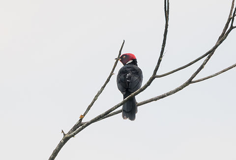 Red-capped Cardinal, Florencia, Colombia https://www.jungledragon.com/image/142436/red-capped_cardinal_in_tree_florencia_colombia.html Caquet&aacute;,Colombia,Colombia 2022,Florencia,Geotagged,Paroaria gularis,Red-capped Cardinal,South America,Summer,World