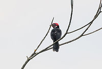 Red-capped Cardinal, Florencia, Colombia https://www.jungledragon.com/image/142436/red-capped_cardinal_in_tree_florencia_colombia.html Caquet&aacute;,Colombia,Colombia 2022,Florencia,Geotagged,Paroaria gularis,Red-capped Cardinal,South America,Summer,World