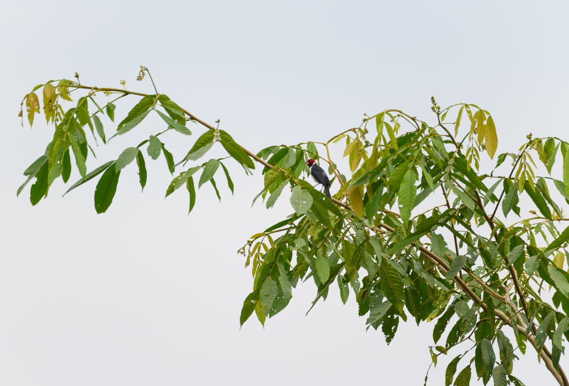 Red-capped Cardinal in tree, Florencia, Colombia <figure class="photo"><a href="https://www.jungledragon.com/image/142435/red-capped_cardinal_florencia_colombia.html" title="Red-capped Cardinal, Florencia, Colombia"><img src="https://s3.amazonaws.com/media.jungledragon.com/images/2/142435_thumb.jpg?AWSAccessKeyId=05GMT0V3GWVNE7GGM1R2&Expires=1769040010&Signature=4YdhKP1xPIkUzv060SUXxnIGFng%3D" width="200" height="136" alt="Red-capped Cardinal, Florencia, Colombia https://www.jungledragon.com/image/142436/red-capped_cardinal_in_tree_florencia_colombia.html Caquet&aacute;,Colombia,Colombia 2022,Florencia,Geotagged,Paroaria gularis,Red-capped Cardinal,South America,Summer,World" /></a></figure> Caquet&aacute;,Colombia,Colombia 2022,Florencia,Geotagged,Paroaria gularis,Red-capped Cardinal,South America,Summer,World