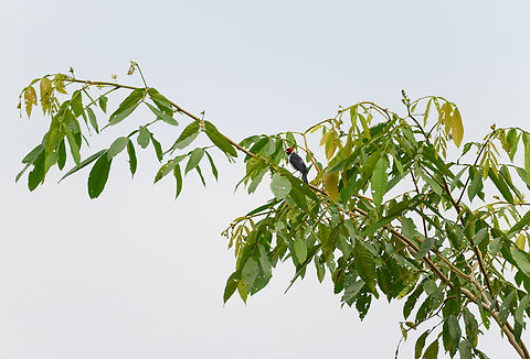 Red-capped Cardinal in tree, Florencia, Colombia https://www.jungledragon.com/image/142435/red-capped_cardinal_florencia_colombia.html Caquet&aacute;,Colombia,Colombia 2022,Florencia,Geotagged,Paroaria gularis,Red-capped Cardinal,South America,Summer,World