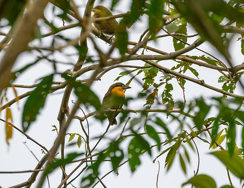 Scarlet-crowned Barbet, Florencia, Colombia Female in center, male with scarlet crown in the top of the frame. Capito aurovirens,Caquetá,Colombia,Colombia 2022,Florencia,Geotagged,South America,Summer,World,scarlet-crowned barbet