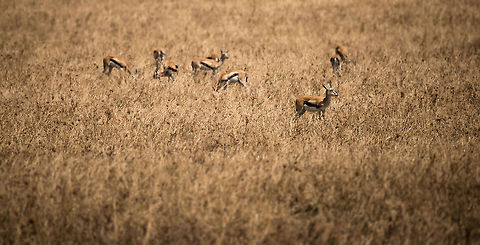 Thomsons gazelle on guard, rest eats. Serengeti, Tanzania A simple photo to explain group behavior common for many grazers: one is one guard, the rest eats knowing it is safe. Africa,Eudorcas thomsonii,Serengeti Central,Serengeti National Park,Serengeti area,Tanzania,Thomsons gazelle